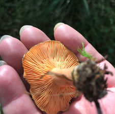 False Saffron Milkcap (Lactarius deterrimus), Mycobee Library No.157