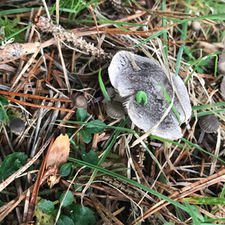 Ashen Knight (Tricholoma virgatum), Mycobee Library No.150