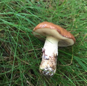 Slippery Jack (Suillus luteus), Mycobee Library No.111