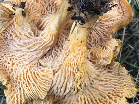 Chanterelles- Girole (Cantharellus cibarius)