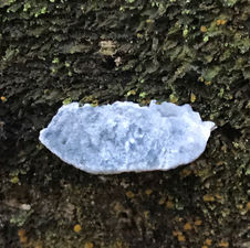 Blueing Bracket (Cyanosporus/Postia subscaesia), Mycobee Library No.193