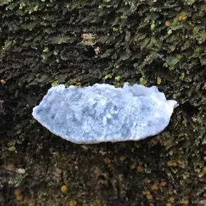 Blueing Bracket (Cyanosporus/Postia subscaesia), Mycobee Library No.193