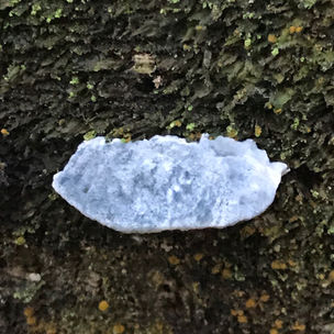 Blueing Bracket (Cyanosporus/Postia subscaesia), Mycobee Library No.193