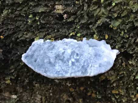 Blueing Bracket (Postia subscaesia)