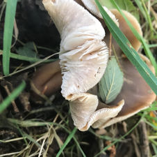 Butter Cap mushroom (Rhodocollybia butyracea), Mycobee Library No.159