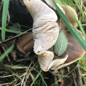 Butter Cap mushroom (Rhodocollybia butyracea), Mycobee Library No.159