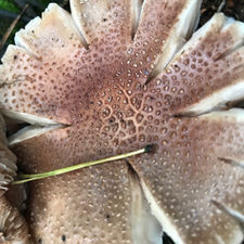 The Blusher (Amanita rubescens), Mycobee Library No.15