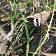 Candlesnuff Fungus (Xylaria hypoxylon), Mycobee Library No.151