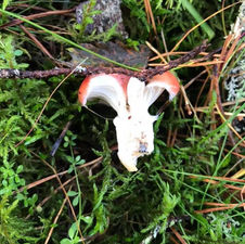 Rosy Spike (Gomphidius roseus), Mycobee Library No.35