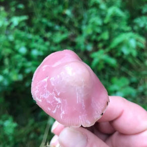 Rosy Bonnet (Mycena rosea), Mycobee Library No.154