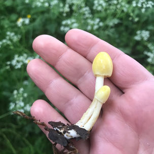 Yellow Fieldcap (Bolbitius titubans), Mycobee Library No.139