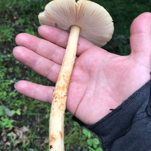 Orange Grisette (Amanita crocea), Mycobee Library No.40