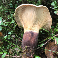 Velvet Rollrim (Tapinella atrotomentosa), Mycobee Library No.14