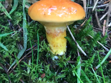 Larch Bolete (Suillus grevillei)