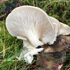 Summer Oyster (Pleurotus pulmonarius), Mycobee Library No.32