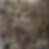 Thumbnail: Shiitake Dried Caps 20g pouch