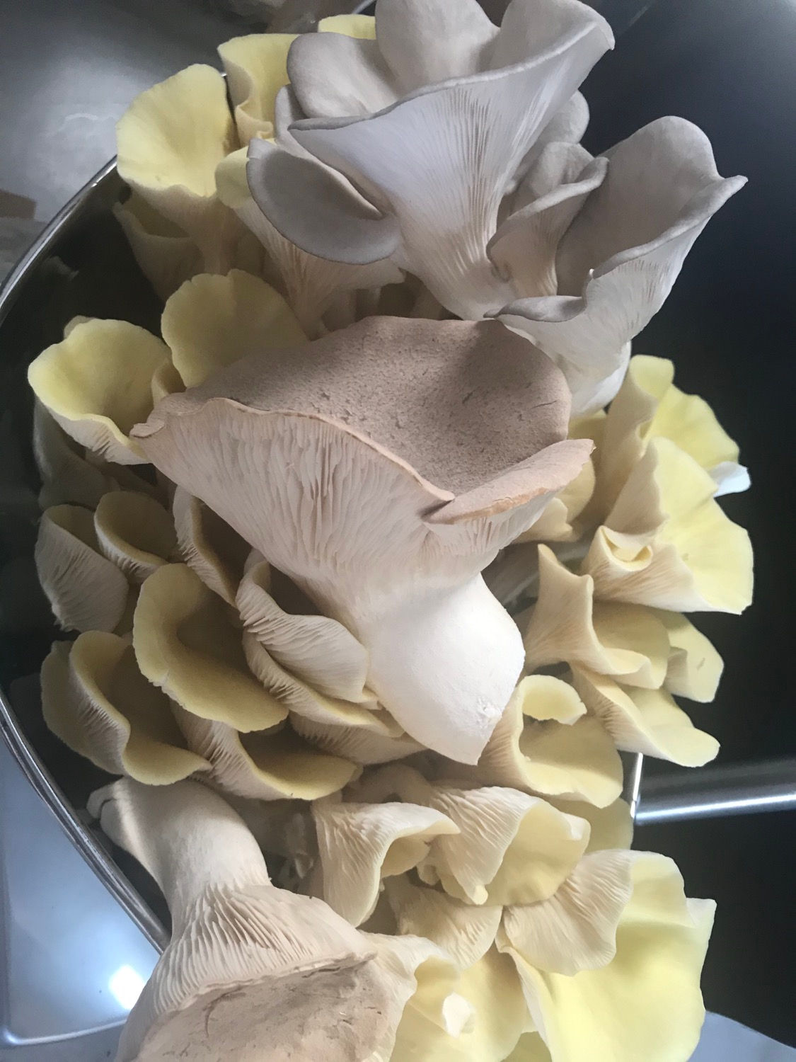 Fresh Oyster Mushrooms SEASONAL MIX