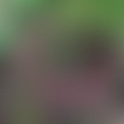 Tiger’s Eye (Coltricia perennis), Mycobee Library No.80