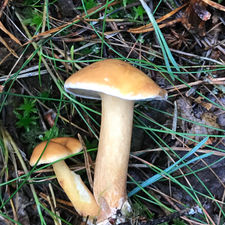 Bovine Bolete (Suillus bovinus), Mycobee Library No.8
