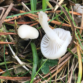 Snowy Waxcap (Cuphophyllus virgineus), Mycobee Library No.63