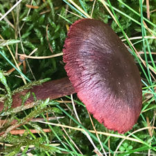 Blood- Red Webcap (Cortinarius sanguineus), Mycobee Library No.61
