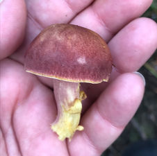Plum & Custard (Tricholomopsis rutilans), Mycobee Library No.39