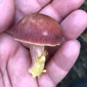 Plum & Custard (Tricholomopsis rutilans), Mycobee Library No.39