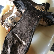 Blackening Brittlegills (Russula nigricans), Mycobee Library No.11