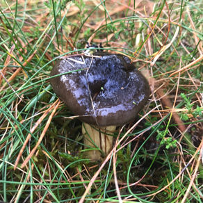 Herald of Winter (Hygrophorus hypothejus), Mycobee Library No.65