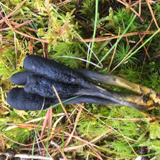 Tolypocladium ophioglossoides and Elapomyces granulatus, Library No. 53&54