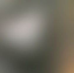 King Alfred’s Cakes (Daldinia concentrica), Mycobee Library No.31