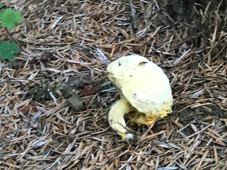 Bolete Mould (Hypomyces chrysospermus)
