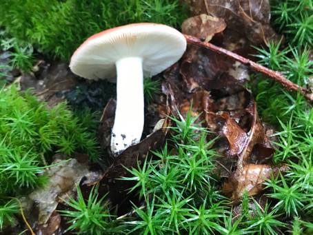 Today’s Foraging walk, Ben A’an