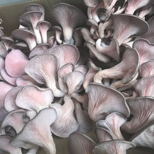 Mushrooms in general.
