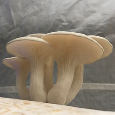 Ghost White Oysters 