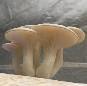 Ghost White Oysters 