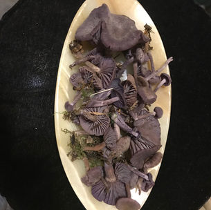 Amethyst Deceiver (Laccaria amethystina), Mycobee Library No.5