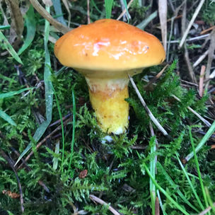Larch Bolete (Suillus grevillei), Mycobee Library No.9