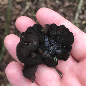 Warlock's Butter (Exidia nigricans)Mycobee Library No.72