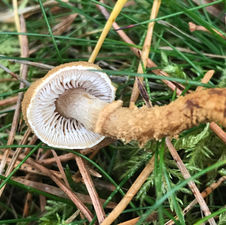 Pine Powdercap (Cystoderma jasonis), Mycobee Library No.60