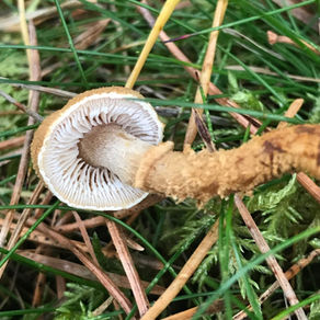 Pine Powdercap (Cystoderma jasonis), Mycobee Library No.60
