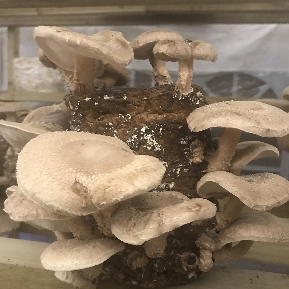 Miniatura: Shiitake Dried Caps 20g pouch