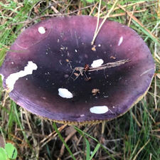 Primrose Brittlegills (Russula sardonia), Mycobee Library No.74