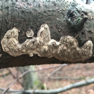 Common mazegill (Podofomes/Cerioporus mollis, syn. Datronia mollis), Mycobee Library No.458