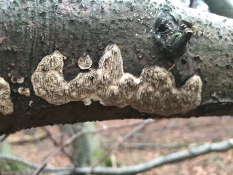 Split Porecrust (Schizopora paradoxa)