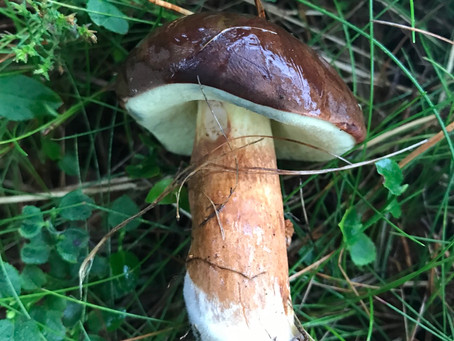 Many faces of Bay Bolete (Imleria badia/ Xerocomus Badius)