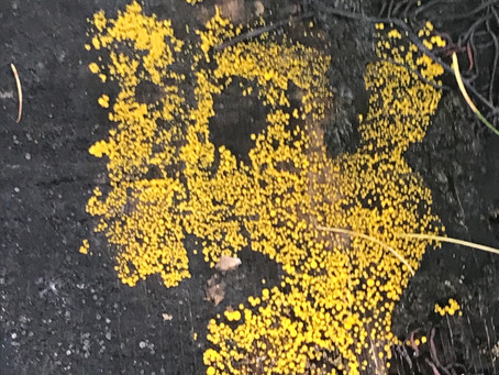 Lemon Disco (Bisporella citrina)