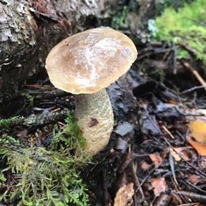 Orange Oak Bolete (Leccinum aurantiacum), Mycobee Library No.148