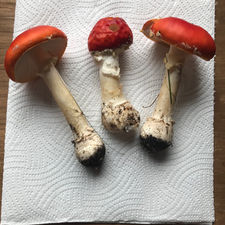 Fly Agaric (Amanita muscaria), Mycobee Library No.1