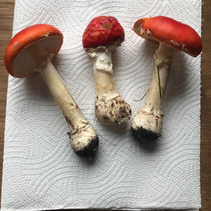 Fly Agaric (Amanita muscaria), Mycobee Library No.1